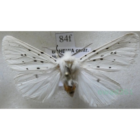 Spilosoma lubricipeda (Linnaeus, 1758) Szewnica miętówka Czech84f